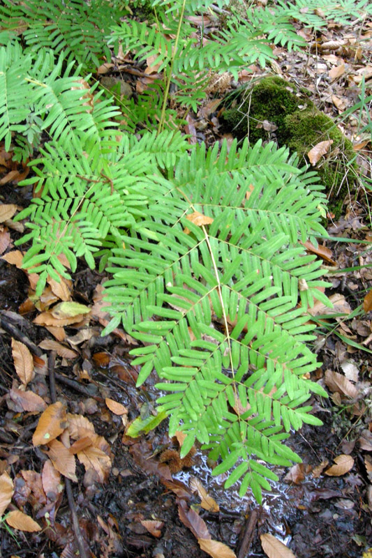 Osmunda regalis / Osmunda regale